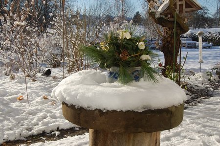 Christrosen im Schnee